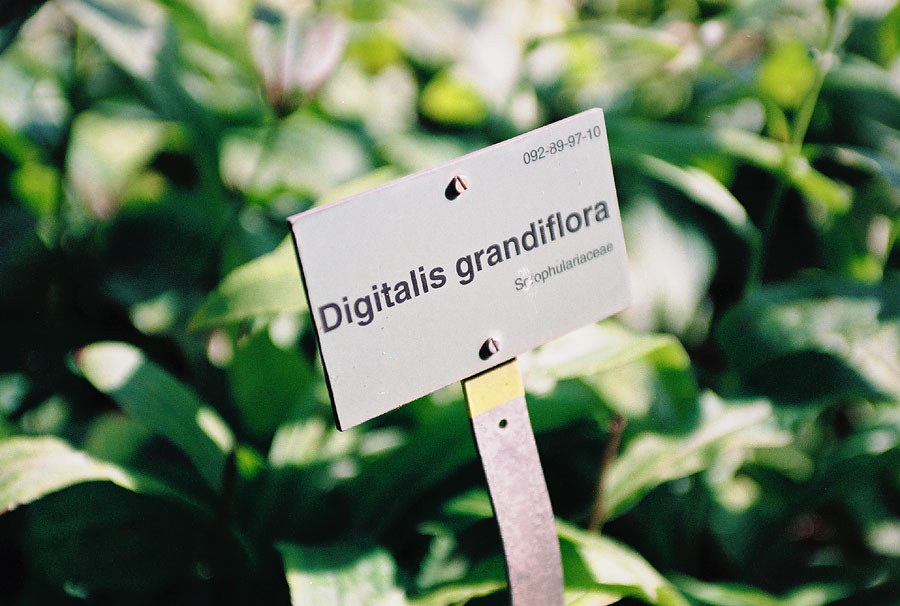 Digitalis Grandiflora. Yes.